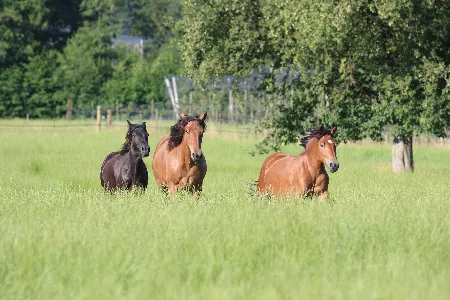 Pferde Fohlenweide Bodensee